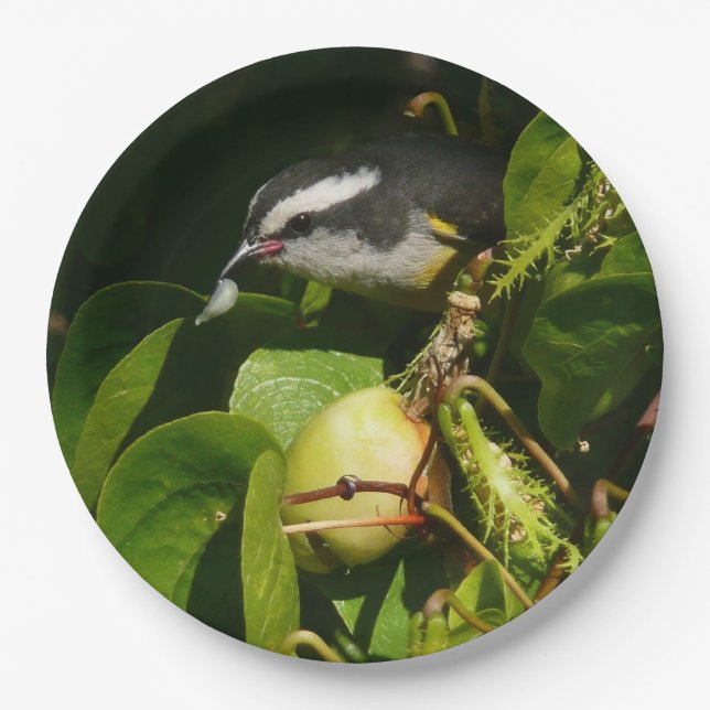 Bananaquit Bird Eating Tropical Photography Paper Plate (Front)