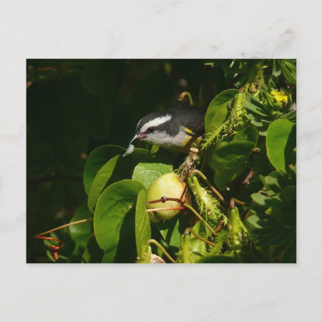 Bananaquit Bird Eating Tropical Photography Postcard (Front)