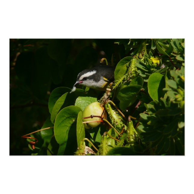 Bananaquit Bird Eating Tropical Photography Poster (Front)