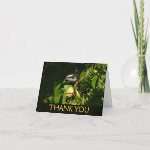 Bananaquit Bird Eating Tropical Photography Thank You Card