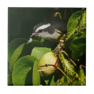 Bananaquit Bird Eating Tropical Photography Tile