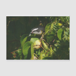 Bananaquit Bird Eating Tropical Photography Tissue Paper