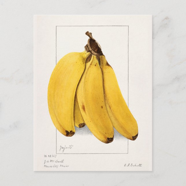 Bananas (Musa) Fruit Watercolor Painting Postcard (Front)