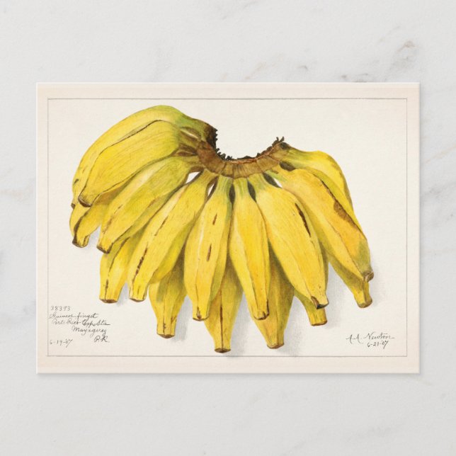 Bananas (Musa) Fruit Watercolor Painting Postcard (Front)