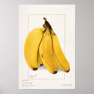 Bananas (Musa) Fruit Watercolor Painting Poster