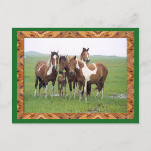 Band Of Appaloosa Horses Postcard