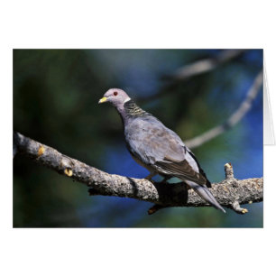 Band-tailed Pigeon