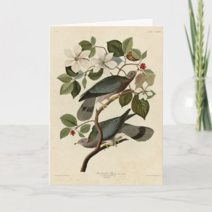 Band-tailed Pigeon - Audubon's Birds of America  Card