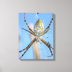 Banded Argiope Orb Weaver - Argiope trifasciata Canvas Print