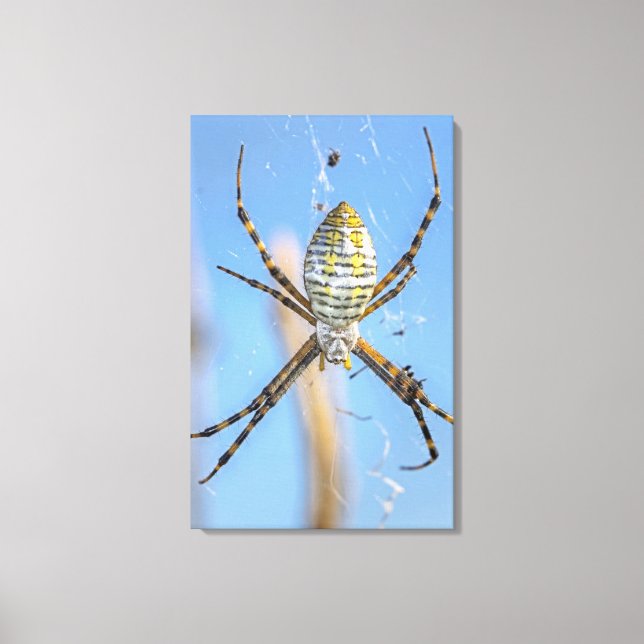Banded Argiope Orb Weaver - Argiope trifasciata Canvas Print (Front)