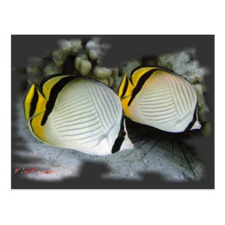 Banded Butterflyfish Life Partners Postcard