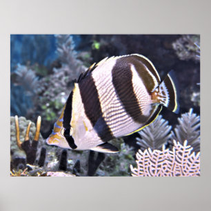 Banded Butterflyfish Poster