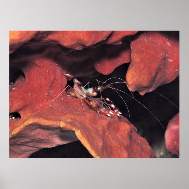 Banded Coral Shrimp with Eggs Poster (Front)