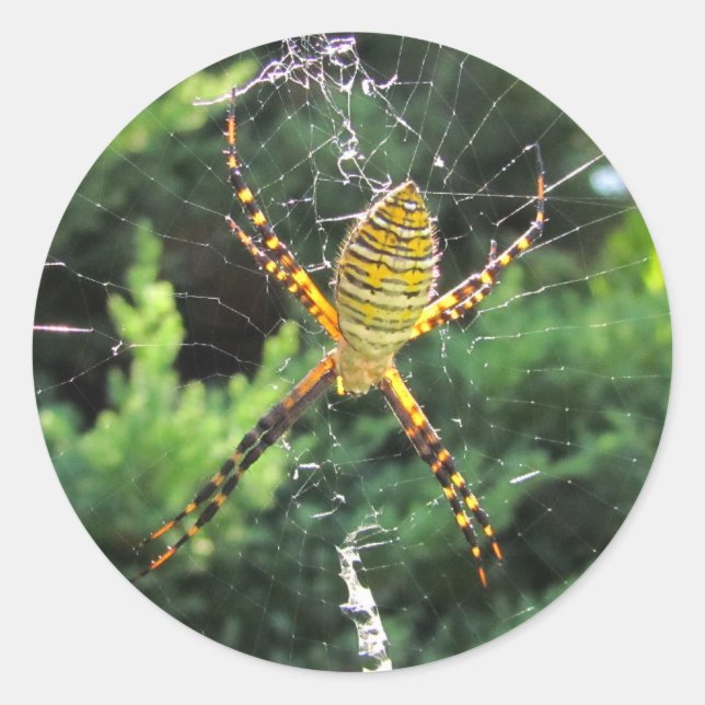 Banded Garden spider ~ sticker (Front)