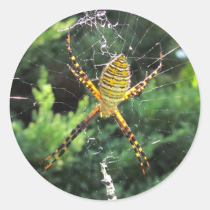 Banded Garden spider ~ sticker