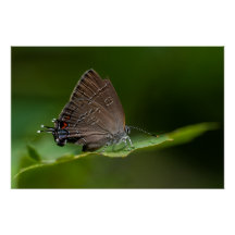 Banded Hairstreak Butterfly