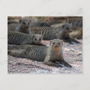Banded mongoose postcard