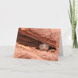 Banded mongoose, Tanzania Holiday Card