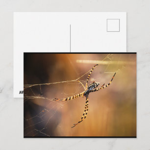 Banded Orbweaver Spider Postcard