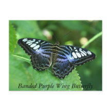 Banded Purple Wing Butterfly