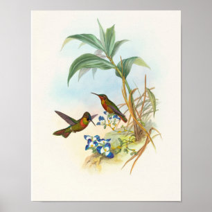 Banded Ruby by John Gould Print