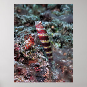Banded Shrimp Goby Poster