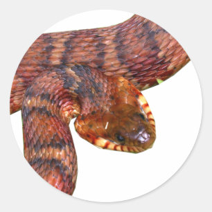 Banded Water Snake Classic Round Sticker