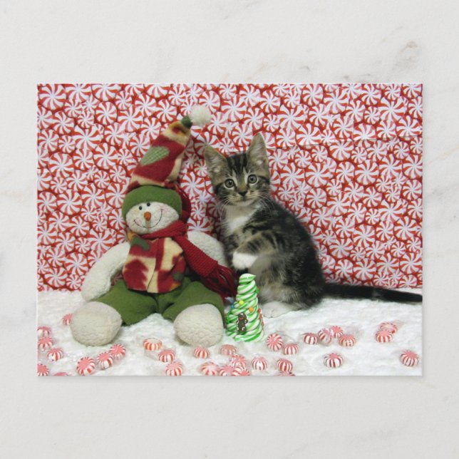 Bandit and the Snowman - Cat /  Kitten Christmas Holiday Postcard (Front)