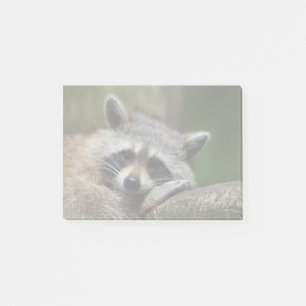 Bandit at Rest Cute Racoon Post-it Notes