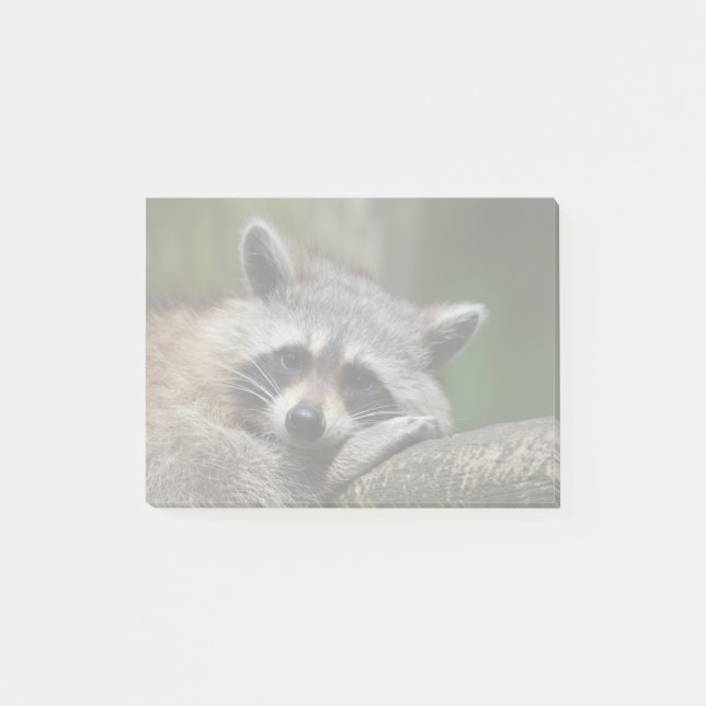 Bandit at Rest Cute Racoon Post-it Notes (Front)