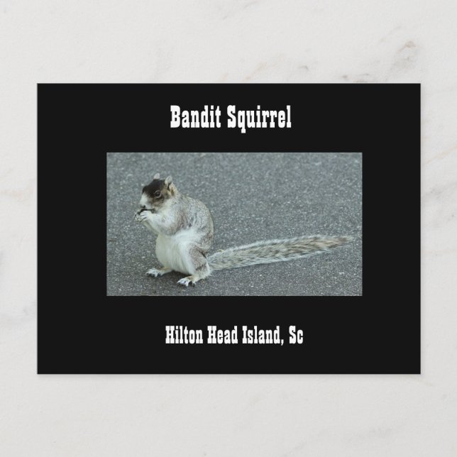 Bandit Squirrel Postcard (Front)