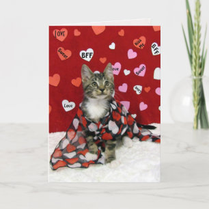 Bandit's Valentine's - Cat / Kitten Valentine's Holiday Card