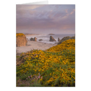 Bandon Beach Offshore Rocks Yellow Flowering Gorse