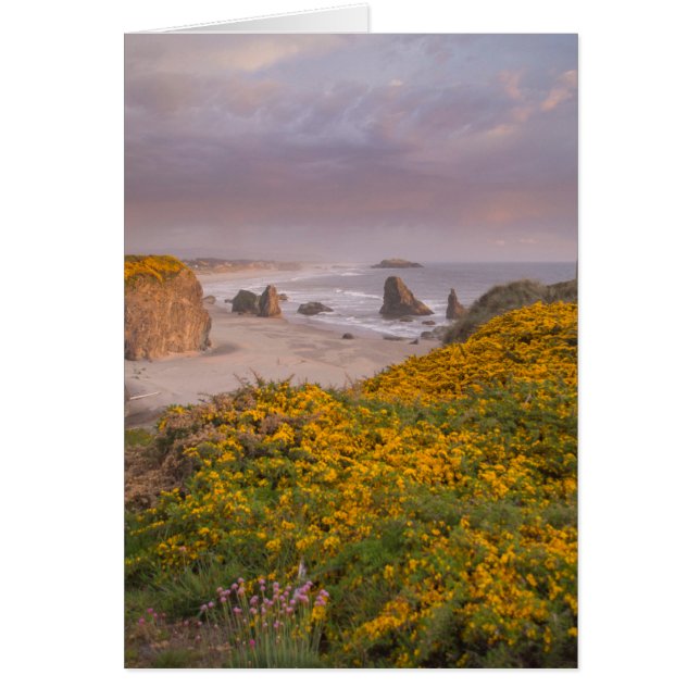 Bandon Beach Offshore Rocks Yellow Flowering Gorse (Front)