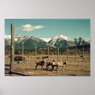 Banff Mountain Goats & Buffalo Alberta Poster