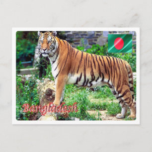 Bangladesh - The Royal Bengal Tigeri - Postcard
