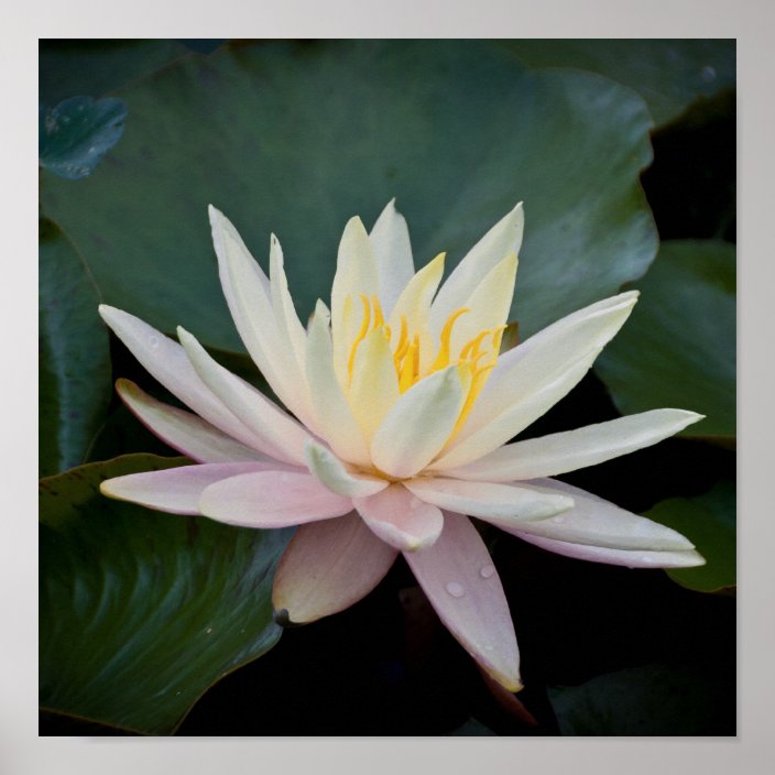 Bangladesh Water Lily Poster | Zazzle.co.uk