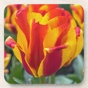 Banja Luka tulips hard plastic coasters