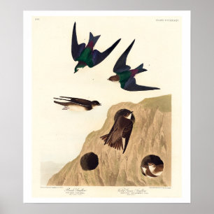 Bank Swallow and Violet-green Swallow by Audubon Poster