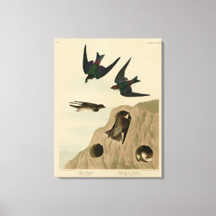 Bank, Violet-green Swallows, Audubon Birds America Canvas Print