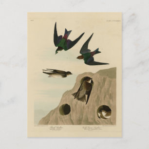 Bank, Violet-green Swallows, Audubon Birds America Postcard
