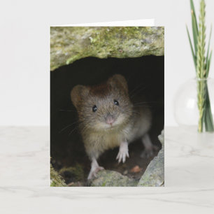 Bank vole card