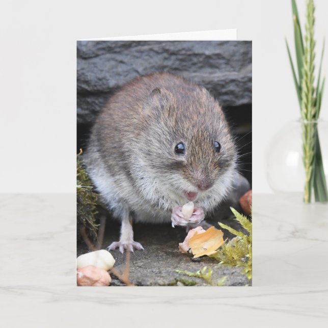Bank vole scotland card (Front)