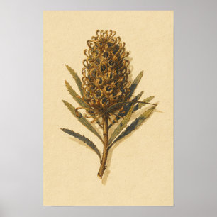 Banksia Cone Botanical Study – 12 x 18 Poster