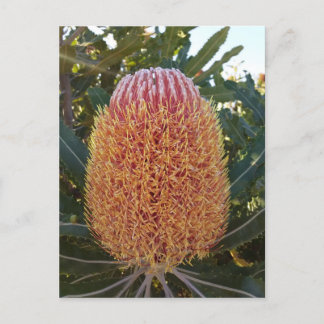 Banksia flower  postcard