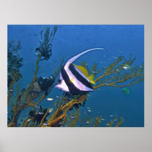 Bannerfish in the Coral Poster
