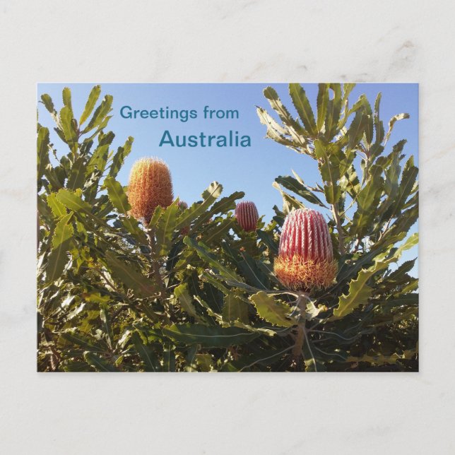 Banskia flowers Western Australia Postcard (Front)