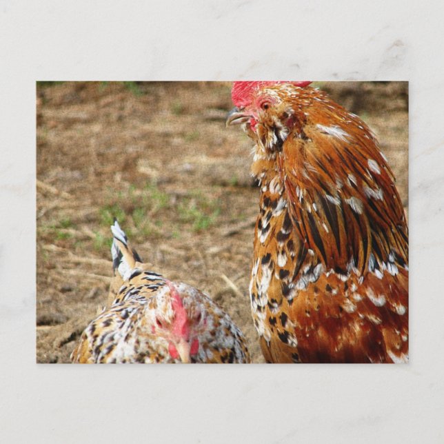 Bantam Hen and Rooster Postcard (Front)