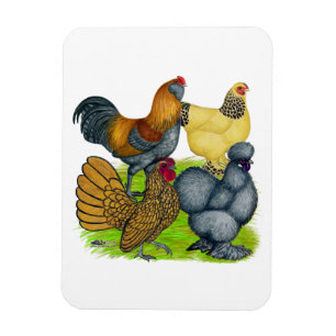 Bantam Quartet Magnet