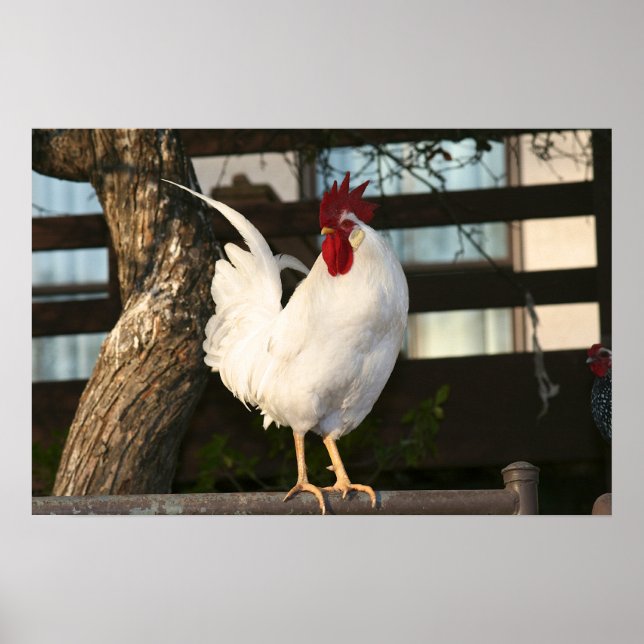 Bantam Rooster Poster (Front)